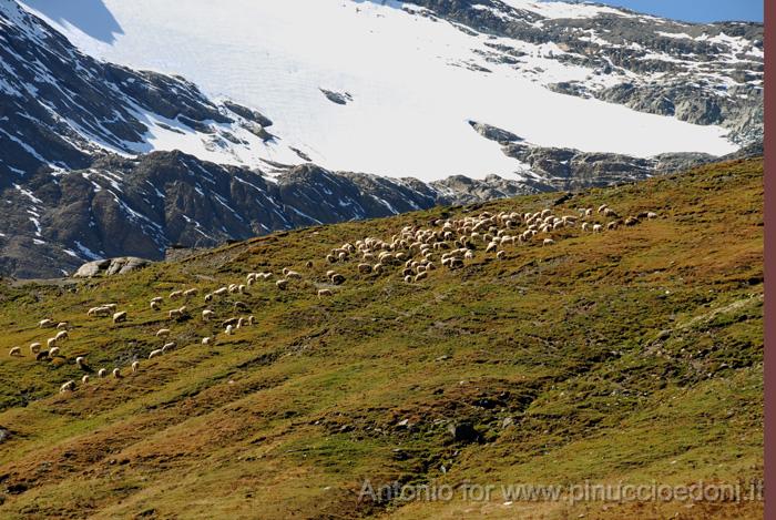  - 11 DSC_5007 M Colle del Nivolet mc